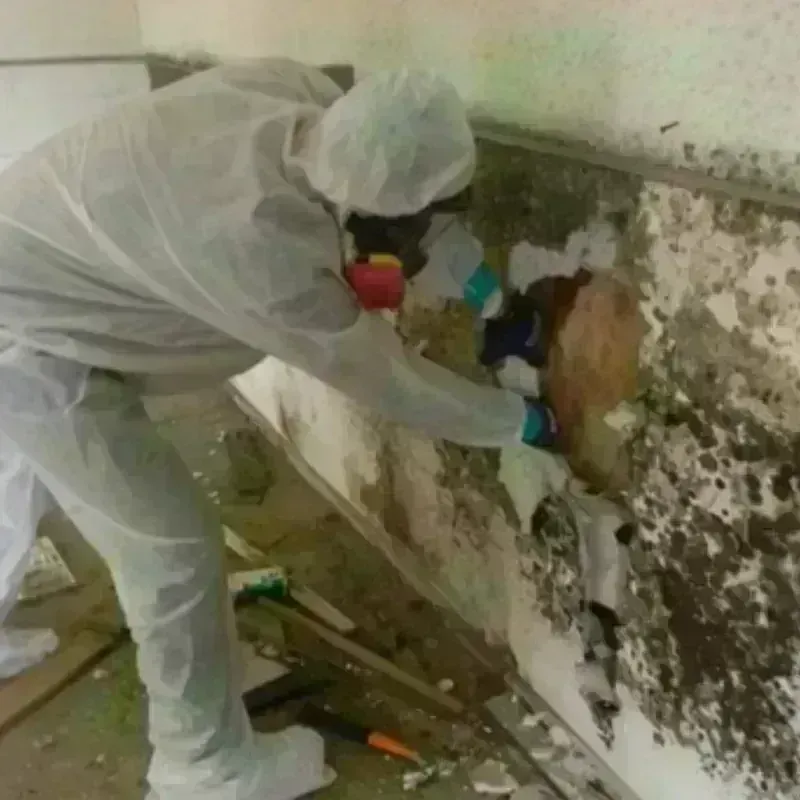 Mold Remediation and Removal in Marseilles, IL